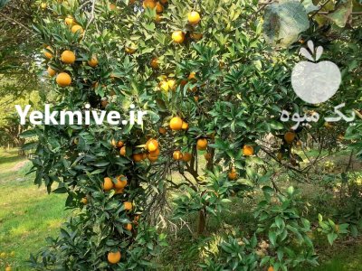 فروش پرتقال تامسون درجه یک تنکابن در مازندران در گروه خرید و فروش پرتقال در یکمیوه -عکس1