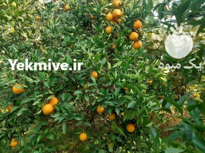 فروش پرتقال تامسون درجه یک تنکابن در مازندران در گروه خرید و فروش پرتقال در یکمیوه -عکس2
