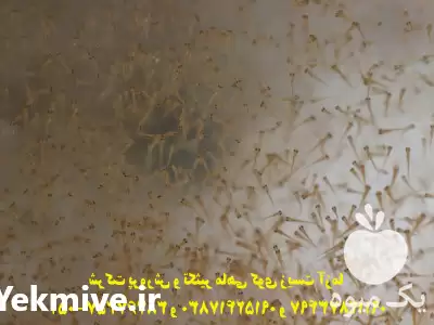 پرورش فروش انواع ماهی قرمز ب در اهواز در گروه خرید و فروش انواع ماهی در یکمیوه -عکس1