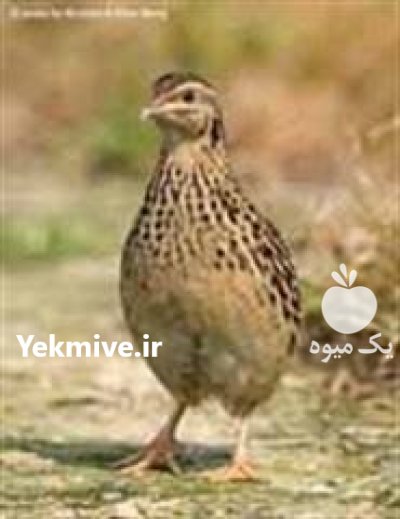 فروش دستگاه پرکن بلدرچین کبک در گرگان در گروه تجهیزات مرغداری در یکمیوه -عکس2