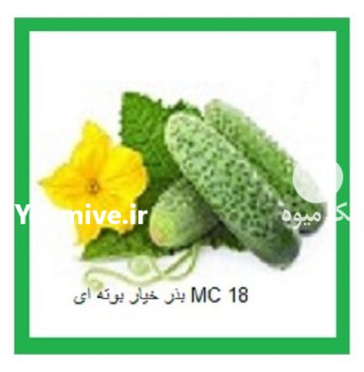 بذر خیار بذر خیار mc 18 در بخشایش در گروه خرید و فروش بذر خیار در یکمیوه -عکس1