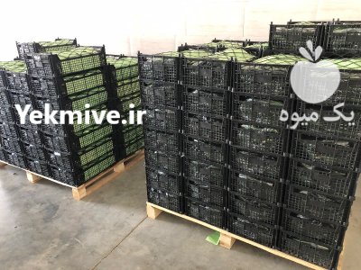 خیار خاردار خیار خاردار در یزد در گروه خرید و فروش خیار در یکمیوه -عکس2