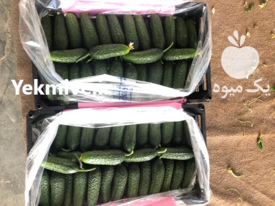 خیار خاردار خیار خاردار در یزد در گروه خرید و فروش خیار در یکمیوه -عکس3