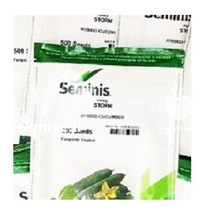 بذر خیار گلخانه ای استورم در آبعلی در گروه خرید و فروش بذر خیار در یکمیوه -عکس1