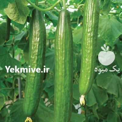 بذر خیار رویال سمینیس در افزر در گروه خرید و فروش بذر خیار در یکمیوه -عکس1