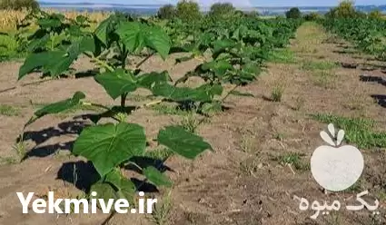 قیمت خرید نوار آبیاری قطره ای در تهران در گروه خرید و فروش دستگاه آبیاری در یکمیوه -عکس1