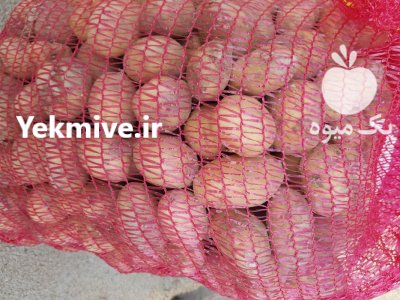 سیب زمینی بذری چلنجر در قوچان در گروه خرید و فروش سیب زمینی در یکمیوه -عکس2