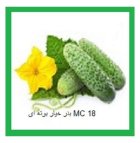 بذر خیار بذر خیار mc 18 در بخشایش در گروه خرید و فروش بذر خیار در یکمیوه