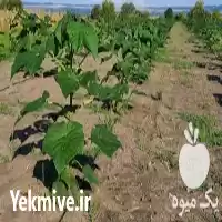 قیمت خرید نوار آبیاری قطره ای در تهران در گروه خرید و فروش دستگاه آبیاری در یکمیوه
