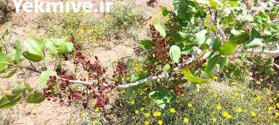 خرید کود سالنی بلدرچین در یزد در گروه خرید و فروش انواع کود کشاورزی در یکمیوه -عکس1