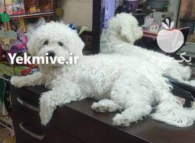 سگ نژاد تریر و اشپینز که که در تهران در گروه سگ و گربه در یکمیوه -عکس1