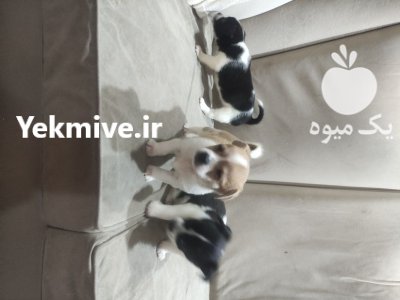 سگ نژاد تریر و اشپینز که که در تهران در گروه سگ و گربه در یکمیوه -عکس2