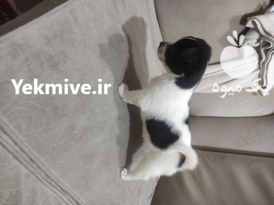 سگ نژاد تریر و اشپینز که که در تهران در گروه سگ و گربه در یکمیوه -عکس3