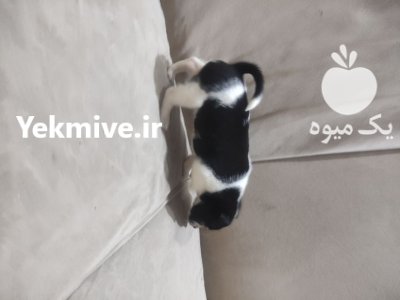 سگ نژاد تریر و اشپینز که که در تهران در گروه سگ و گربه در یکمیوه -عکس4