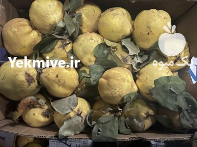 فروش میوه به داخل سردخانه در اصفهان در گروه خرید و فروش میوه به در یکمیوه -عکس1