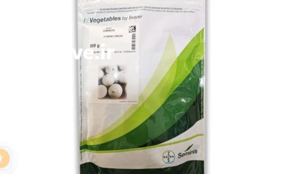 فروش بذر پیاز سایروس در جیرفت در گروه خرید و فروش بذر پیاز در یکمیوه -عکس1