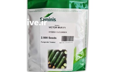 فروش بذر خیار ویکتور در رشت در گروه خرید و فروش بذر خیار در یکمیوه -عکس1