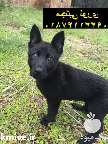 قیمت خرید ژرمن بلک های اصیل در مهر در گروه سگ و گربه در یکمیوه -عکس1
