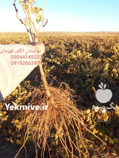 نهال انگور تضمینی در نهالستان انگور در تاکستان در گروه خرید و فروش نهال انگور در یکمیوه -عکس1