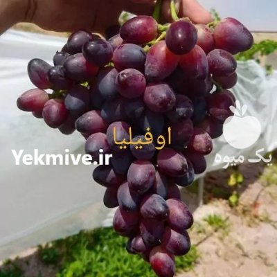 نهال انگور تضمینی در نهالستان انگور در تاکستان در گروه خرید و فروش نهال انگور در یکمیوه -عکس2