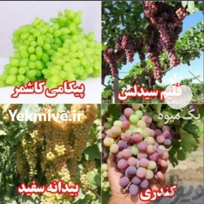 نهال انگور تضمینی در نهالستان انگور در تاکستان در گروه خرید و فروش نهال انگور در یکمیوه -عکس3