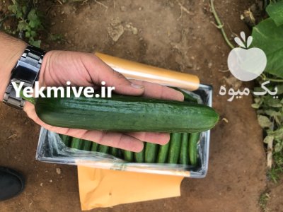 خیار خطی گلخانه ای در یزد در گروه خرید و فروش خیار در یکمیوه -عکس1