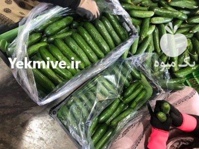 خیار خطی گلخانه ای در یزد در گروه خرید و فروش خیار در یکمیوه -عکس2