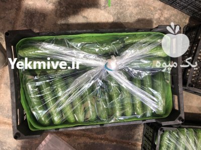 خیار خطی گلخانه ای در یزد در گروه خرید و فروش خیار در یکمیوه -عکس3