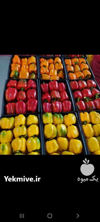 فلفل دلمه رنگی در شهرضا در گروه خرید و فروش فلفل در یکمیوه -عکس1
