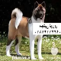 خرید فروش مرکز پرورش تخصصی سگ در مهر در گروه سگ و گربه در یکمیوه