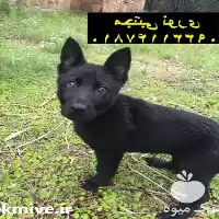 قیمت خرید ژرمن بلک های اصیل در مهر در گروه سگ و گربه در یکمیوه