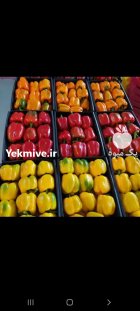 فلفل دلمه رنگی در شهرضا در گروه خرید و فروش فلفل در یکمیوه