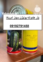 بذر هندوانه استاندارد خطی یونیژن در بار  در گروه خرید و فروش بذر هندوانه در یکمیوه