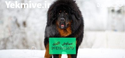 سگ ماستیف تبت غول تبتی وارداتی در تهران در گروه سگ و گربه در یکمیوه -عکس1