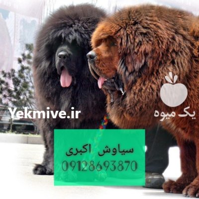 سگ ماستیف تبت غول تبتی وارداتی در تهران در گروه سگ و گربه در یکمیوه -عکس2