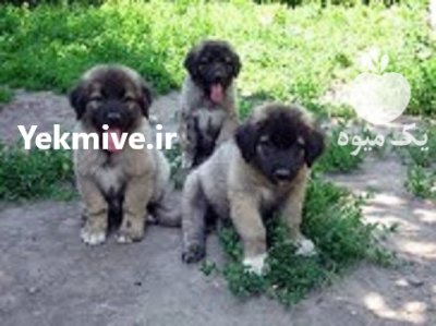 سگ شاهسوند قفقازی اصیل با خط در تهران در گروه سگ و گربه در یکمیوه -عکس1