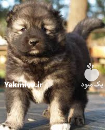 سگ شاهسوند قفقازی اصیل با خط در تهران در گروه سگ و گربه در یکمیوه -عکس3
