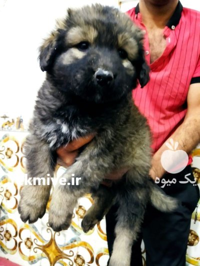 سگ شاهسوند قفقازی اصیل با خط در تهران در گروه سگ و گربه در یکمیوه -عکس2