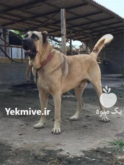 سگ سرابی سرو کله دار زات در تهران در گروه سگ و گربه در یکمیوه -عکس1