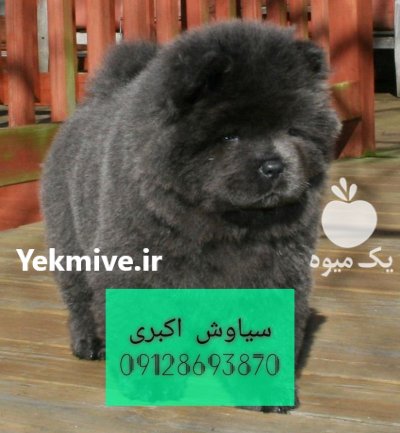 سگ چاو چاو سوپر فلت چمپیون در تهران در گروه سگ و گربه در یکمیوه -عکس1