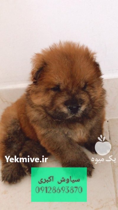 سگ چاو چاو سوپر فلت چمپیون در تهران در گروه سگ و گربه در یکمیوه -عکس2