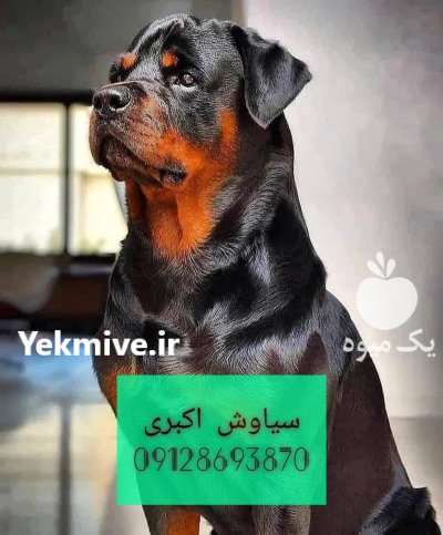 سگ روتوایلر اروپایی آموزش دیده در تهران در گروه سگ و گربه در یکمیوه -عکس1