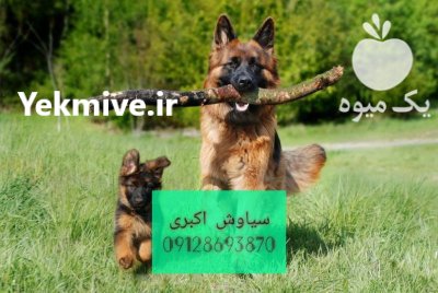 سگ ژرمن شپرد آموزش دیده در تهران در گروه سگ و گربه در یکمیوه -عکس1