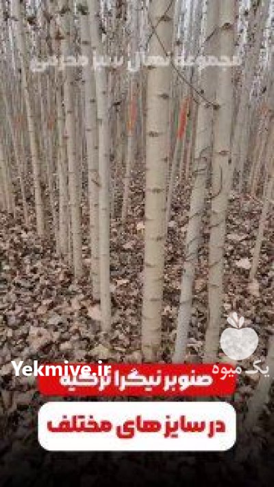 نهال صنوبر سبز و نگرا اصل در اصفهان در گروه خرید و فروش نهال صنوبر در یکمیوه -عکس1