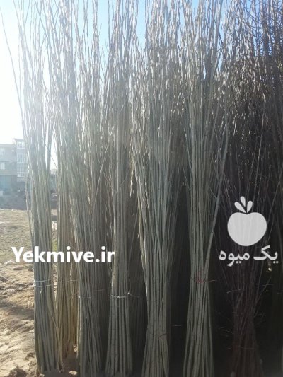 فروش خرید نهال اصل ترک نگرا در بانه در گروه خرید و فروش نهالستان در یکمیوه -عکس3
