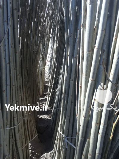 فروش خرید نهال اصل ترک نگرا در بانه در گروه خرید و فروش نهالستان در یکمیوه -عکس4