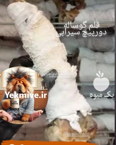 غذا تشویقی پروتئینی سگ در تهران در گروه سگ و گربه در یکمیوه -عکس1