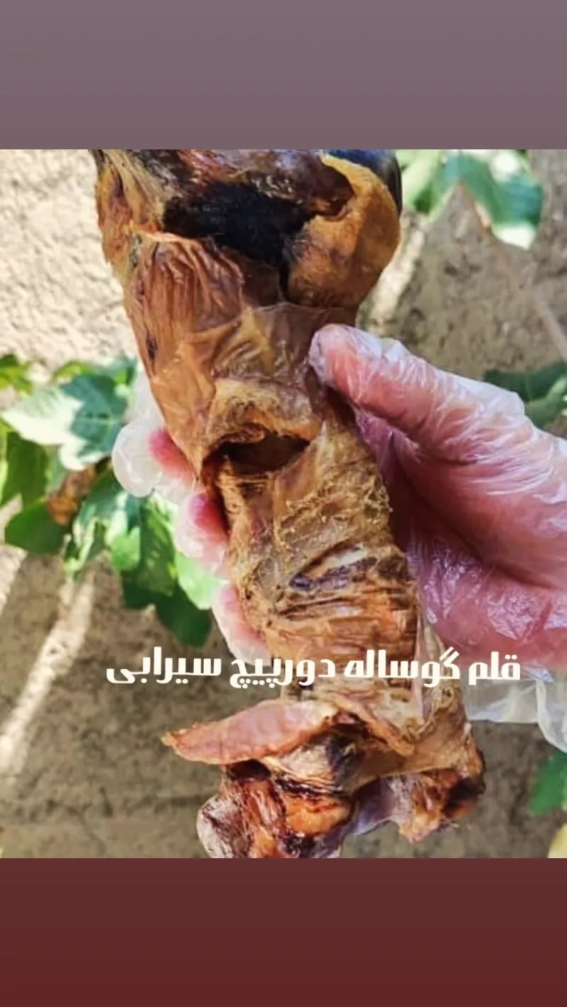 غذا تشویقی پروتئینی سگ در تهران در گروه سگ و گربه در یکمیوه -عکس4