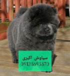 سگ چاو چاو سوپر فلت چمپیون در تهران در گروه سگ و گربه در یکمیوه