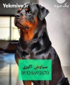 سگ روتوایلر اروپایی آموزش دیده در تهران در گروه سگ و گربه در یکمیوه